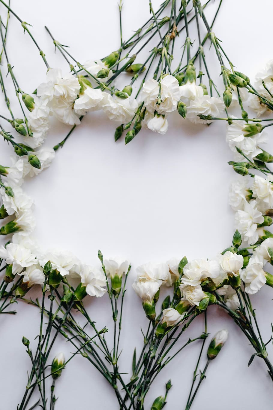 white petaled flowers forming oblong, rectangular white petaled flower frame HD wallpaper