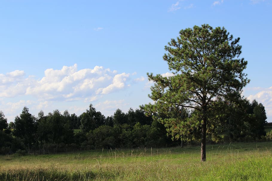 flying, field, green, trees, nature, landscape, end week, farm HD wallpaper