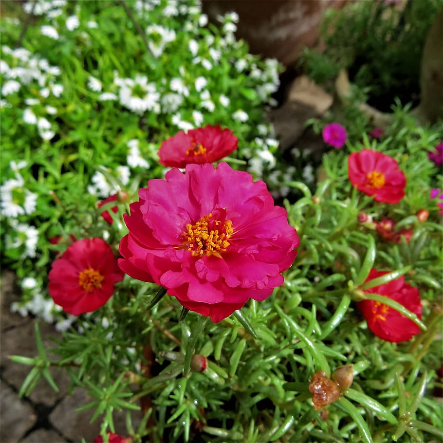 Flower, Yellow, Green, Green, Garden, red, growth, plant, beauty in nature HD wallpaper