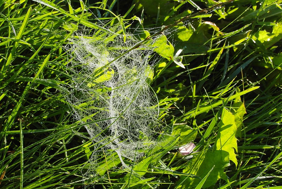grass, cobweb, rosa, nature, plant, green color, growth, close-up HD wallpaper