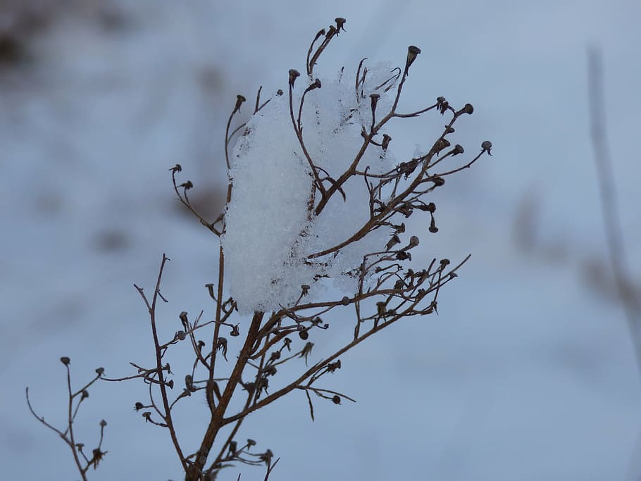 winter, flower, flowers, bird, vertebrate, animal, animals in the wild HD wallpaper