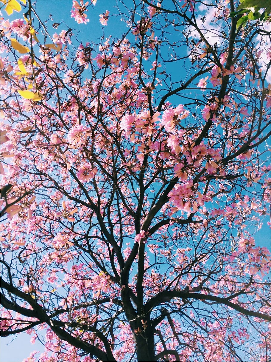 pink, blossoms, tree, branches, blue, sky, flowering plant HD wallpaper