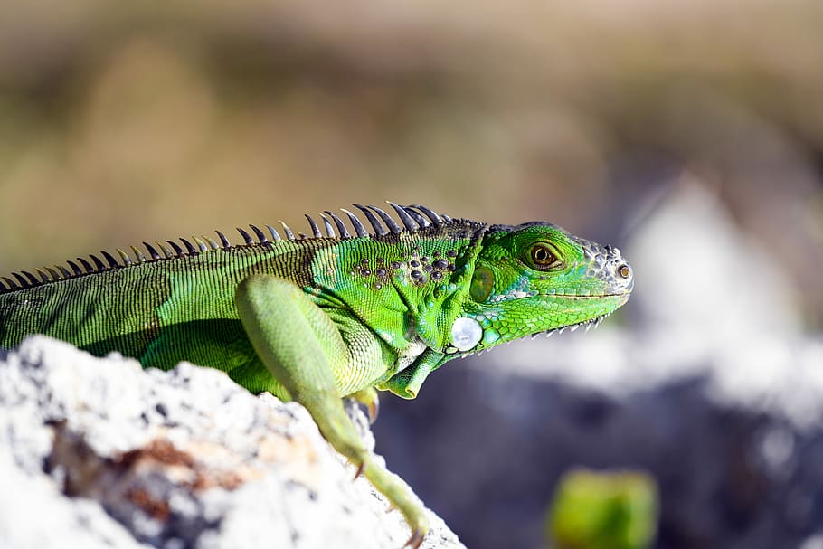 green reptile on rock, selective focus photography of green reptile HD wallpaper
