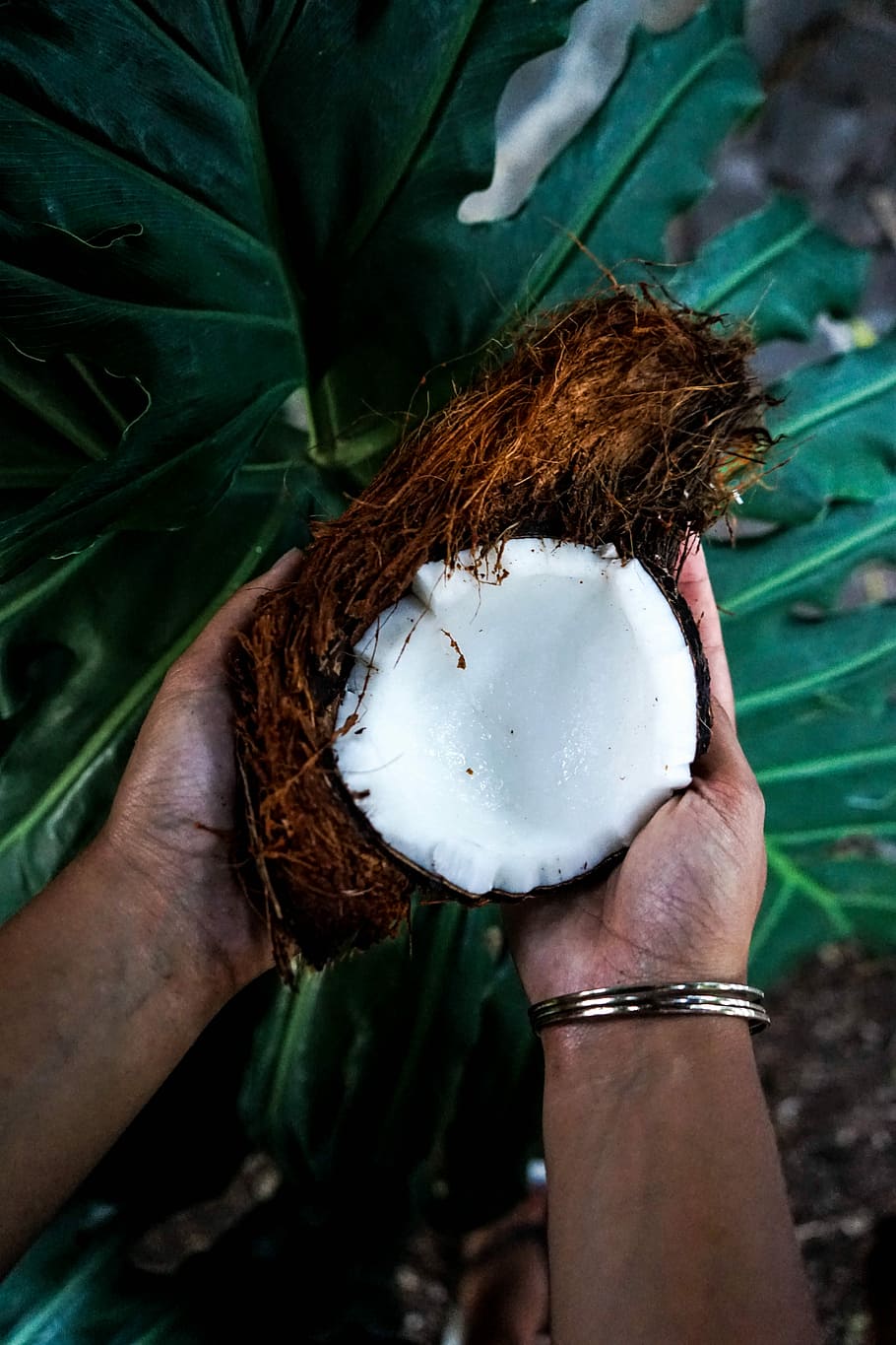 person holding cracked coconut, person holding coconut, shell HD wallpaper