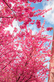 spring, flowers, kirch blossoms, cherry, nature, spring blossoms HD wallpaper