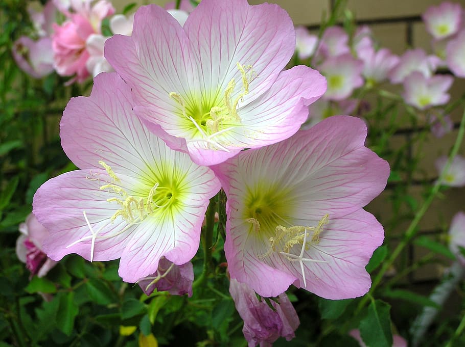 Pink, Evening, Primrose, flower, pink color, plant, flower head HD wallpaper