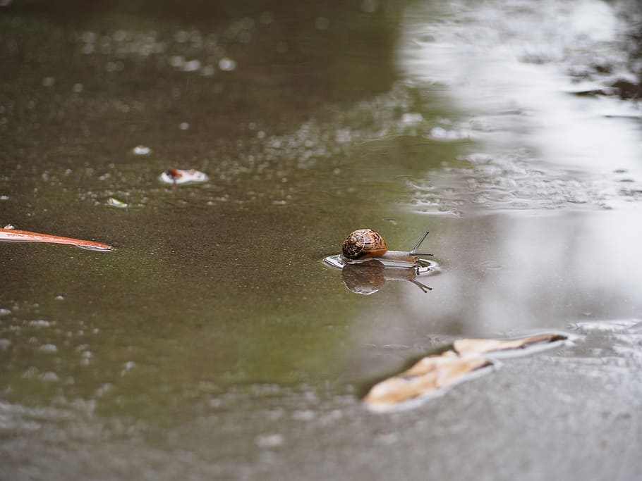 Snail, Puddle, Wet, Reflection, Texture, nature, water, outdoors HD wallpaper