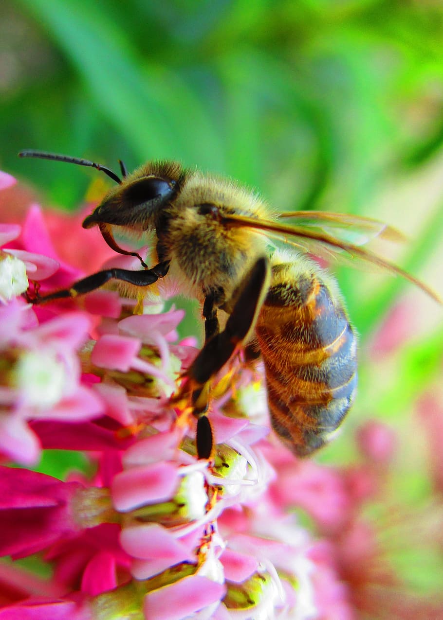Honey, Bee, Pollinator, insect, flower, nature, one animal HD wallpaper