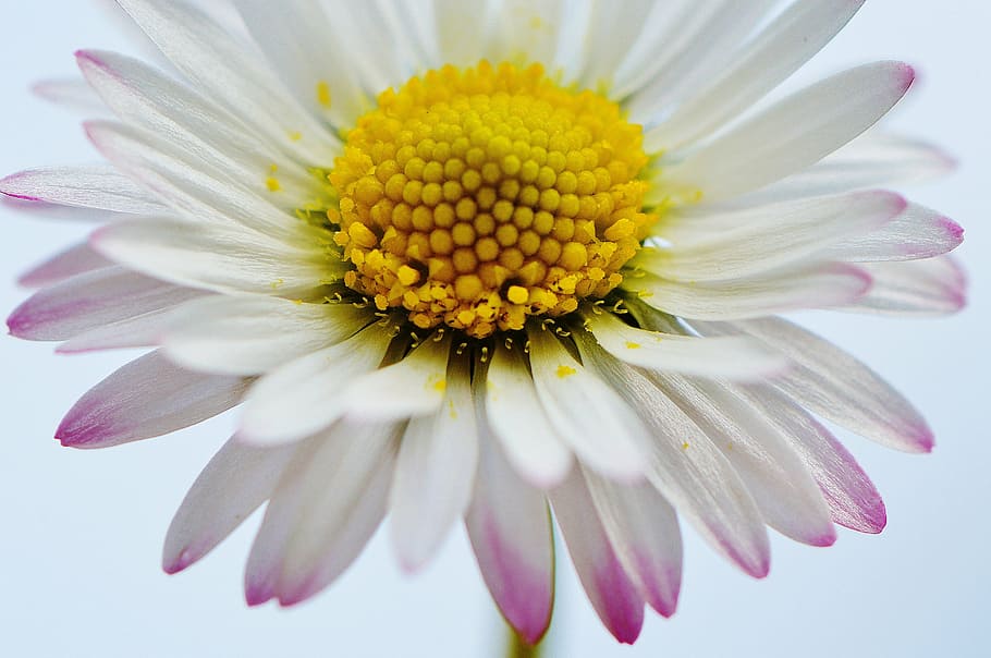 wildflowers, daisy, spring, meadow, flower meadow, plant, nature HD wallpaper