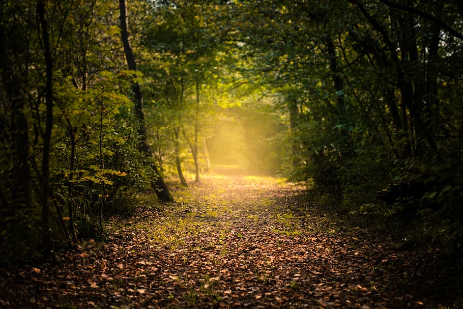 brown grass surrounded by green trees, pathway between trees at daytime HD wallpaper
