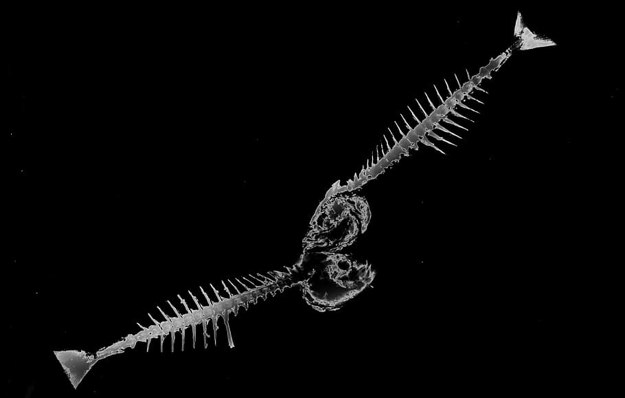 bone, fish, light, dark, black and white, art, fine art, no people HD wallpaper