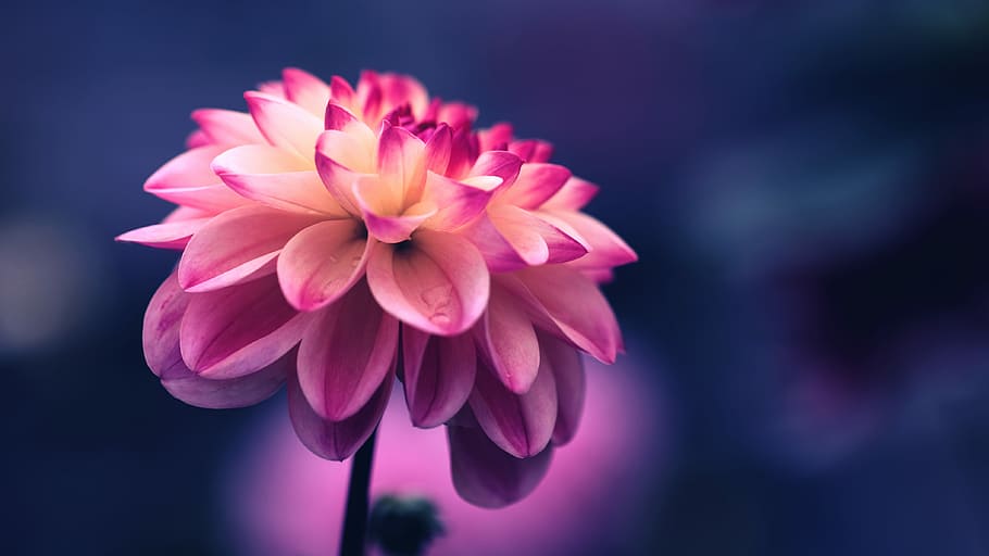 HD wallpaper: selective focus photo of pink petaled flower, pink flower,  tumblr | Wallpaper Flare