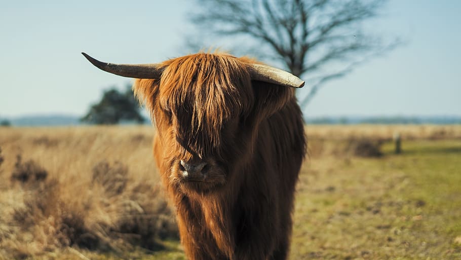 brown yak on grass, photo of bison calf during daytime, wild animal HD wallpaper