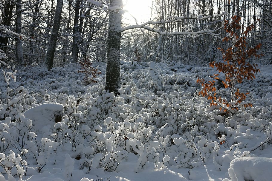 Snow, Forest, Sun, Winter, Trees, Snowy, back light, undergrowth HD wallpaper