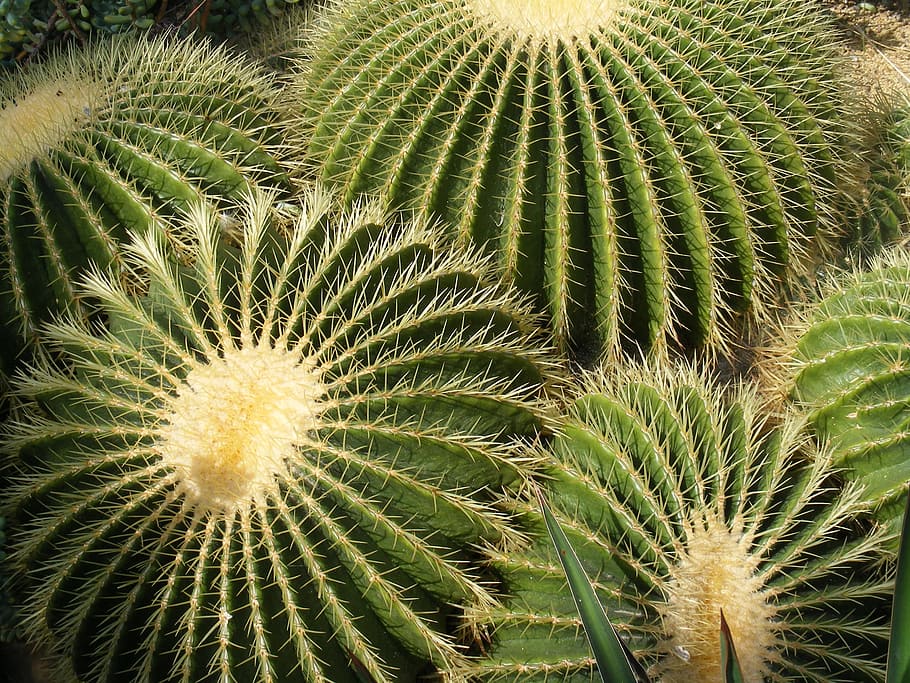 cactus, pointed, group, plant, nature, thorns, growth, green color HD wallpaper