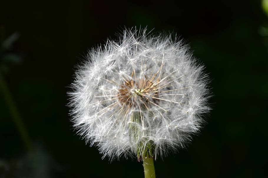 dandelion, seed, head, green, close-up, detail, blow, flower HD wallpaper