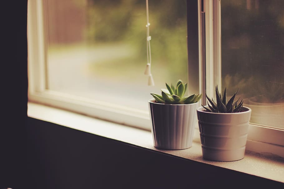 succulent plants in vase beside the windowpane, interior, flower HD wallpaper