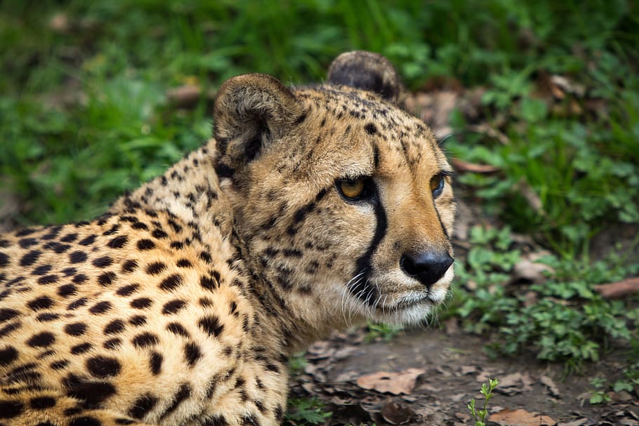 feline, animal, predator, leopard, animal themes, animal wildlife HD wallpaper