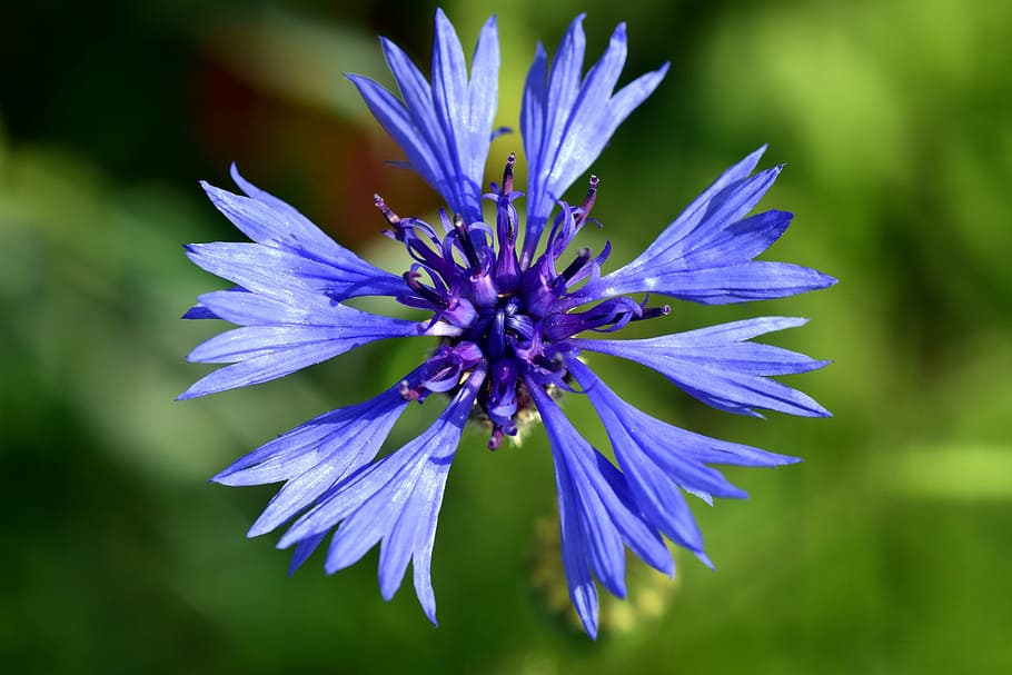 cornflower, blue, blossom, bloom, summer, wild flower, plant HD wallpaper