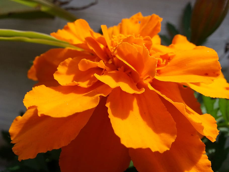 macro, flowers, orange, flowering plant, petal, beauty in nature HD wallpaper