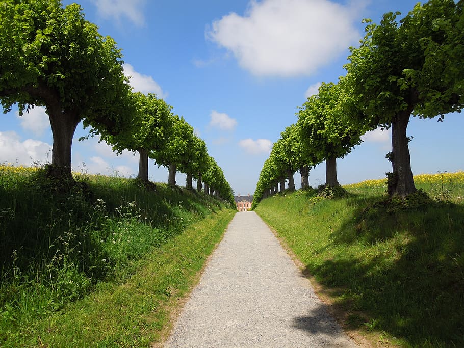 gray pathway between green trees under white and blue sky, avenue HD wallpaper