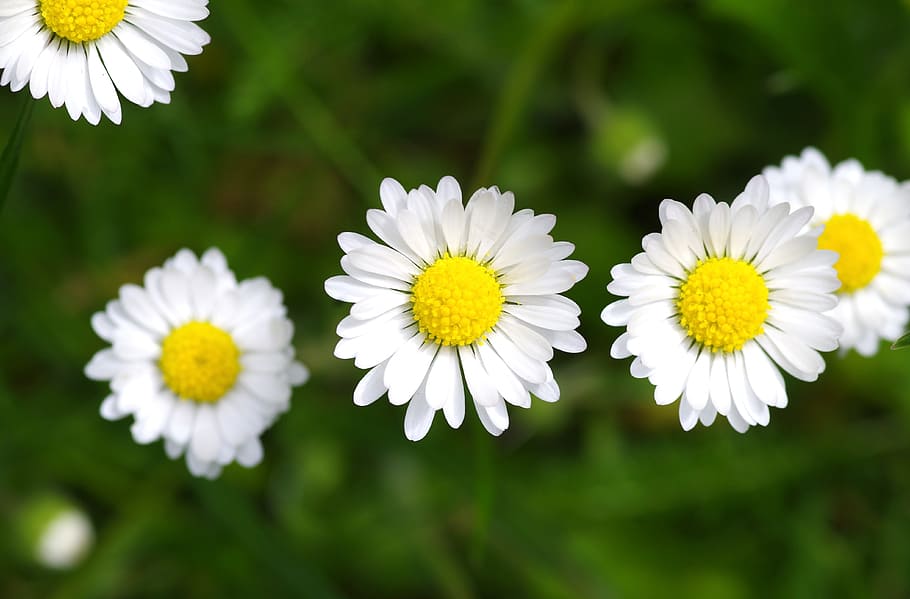 Daisy, Blossom, Bloom, Composites, harbinger of spring, white HD wallpaper