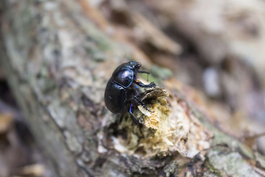 scarab, insect, leaf, forest, jupilles, tree, black, green HD wallpaper