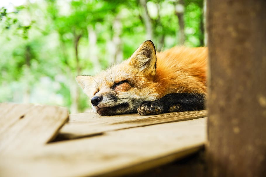 sleeping brown fox, animal, cute, one animal, animal themes HD wallpaper