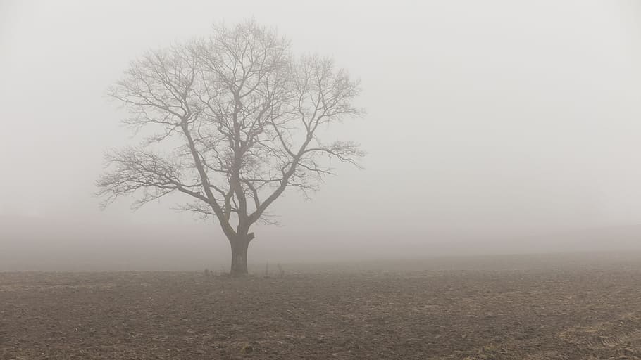tree, field, fog, oak tree, nature, landscape, rural, environment HD wallpaper