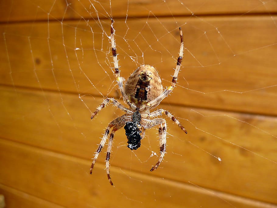 Spider, Nature, Insect, Close, Network, animal world, cobweb HD wallpaper