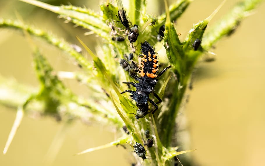 Larva, Ladybug, marienkäfer larva, beetle, nature, animal, HD wallpaper