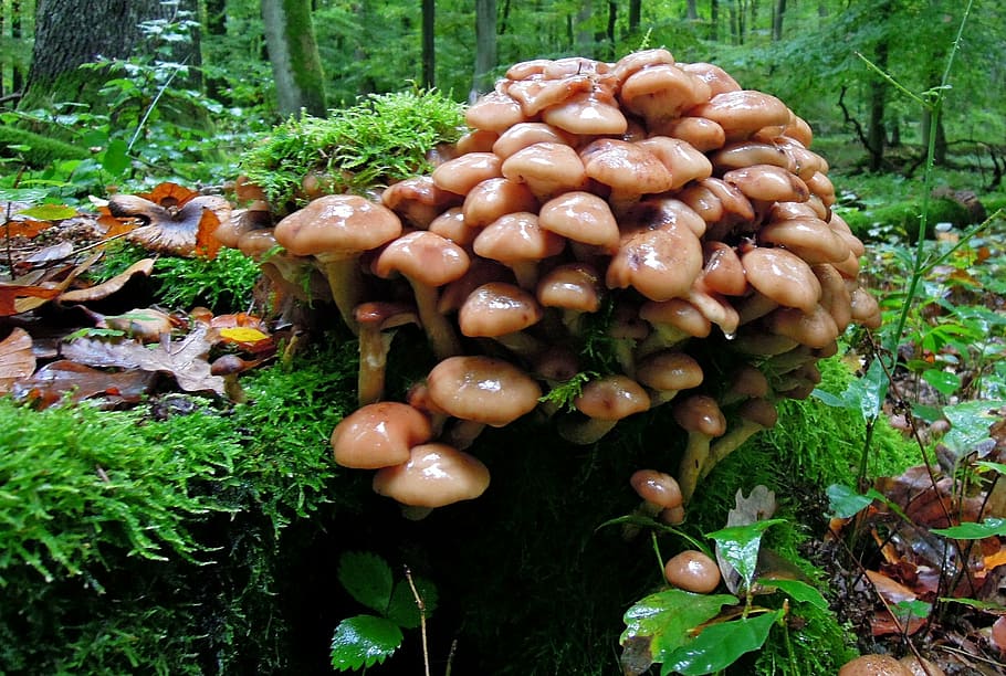 forest, mushrooms, group, brown, collection, mushroom group HD wallpaper