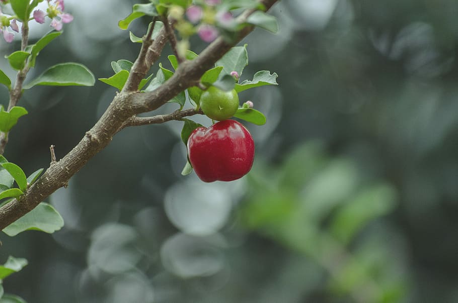 red and green cherry selective focus photography, selective focus photo of red fruit HD wallpaper