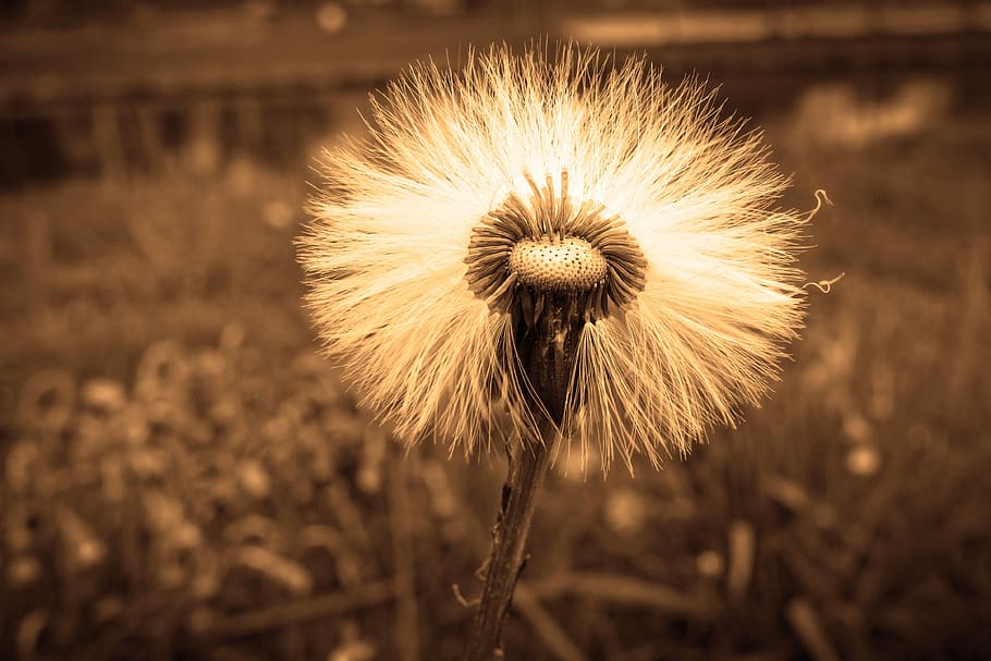selective focus and sephia photography of dandelion, seed head, HD wallpaper