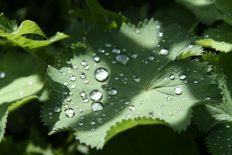 leaf, drip, green plant, water, drop, wet, plant part, close-up HD wallpaper