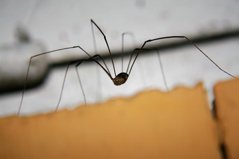 spider, macro, insect, closeup, ben, one animal, invertebrate HD wallpaper