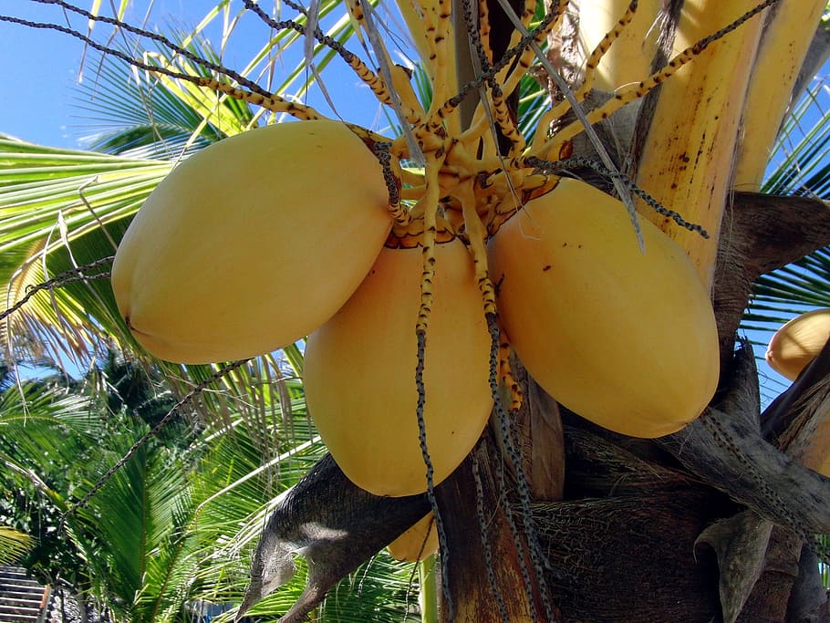 yellow coconuts, palma, plant, indonesia, harvest, fruit, food HD wallpaper