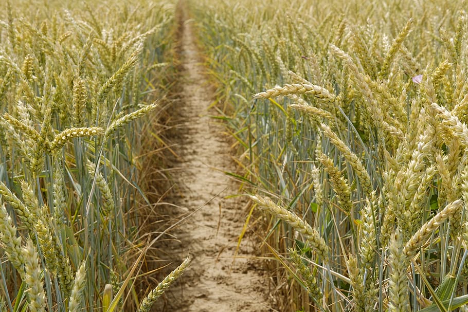 wheat, grain, cornfield, cereals, agriculture, summer, arable HD wallpaper