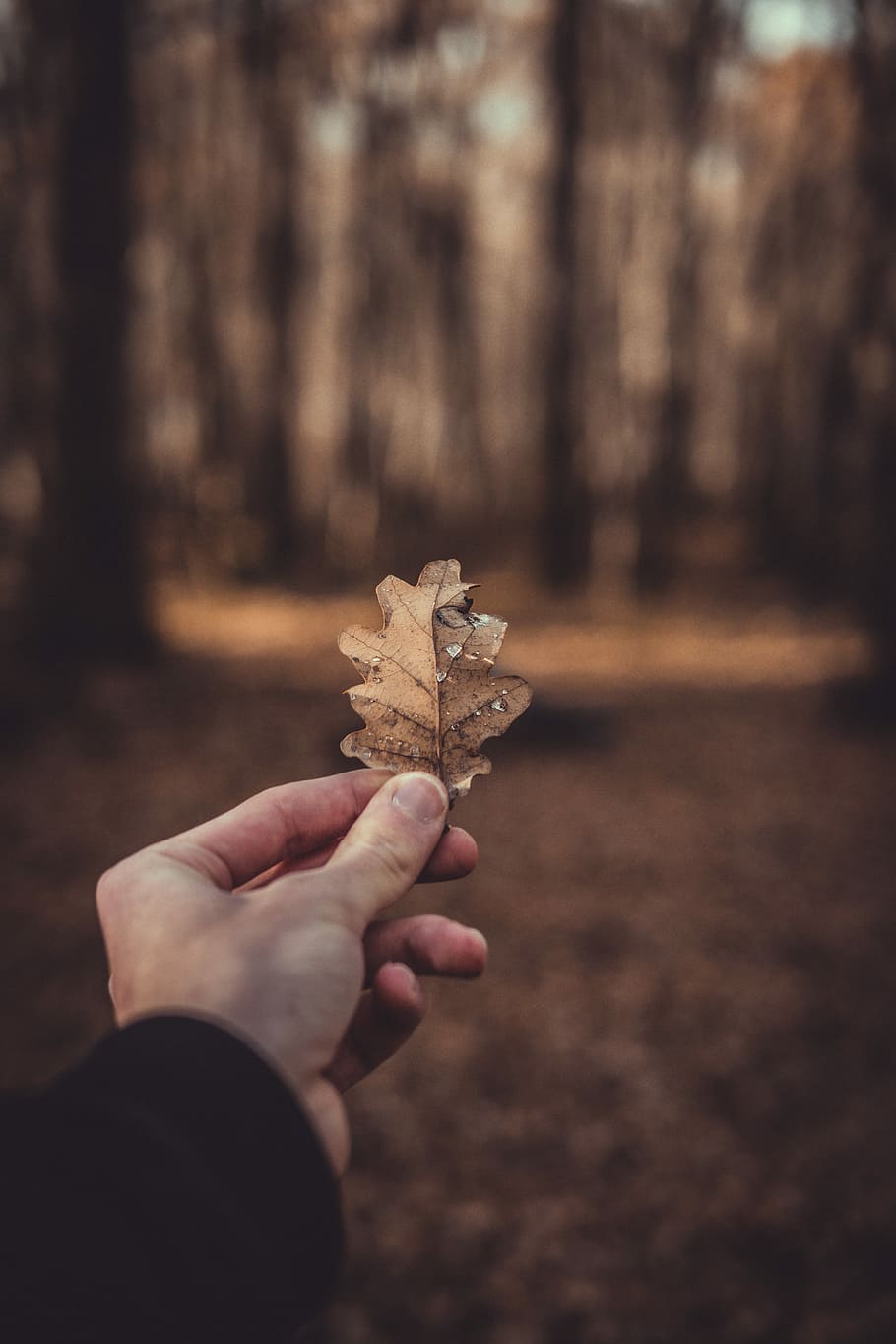 person holding dry leaf, person holding brown leaf, hand, autumn HD wallpaper