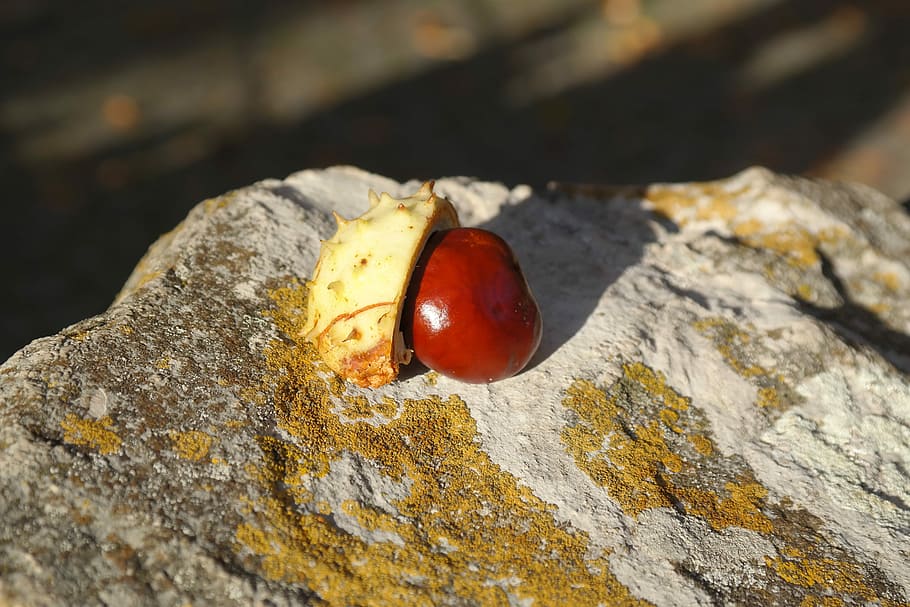 Chestnut, Sleeve, Shell, Prickly, green, stone, forest fruit HD wallpaper