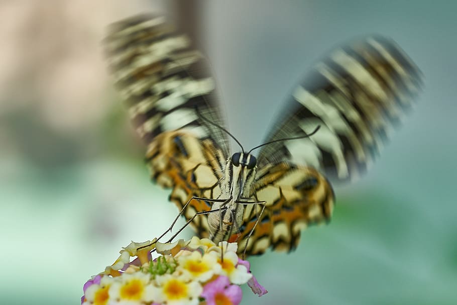 butterfly, wing beat, nature, insect, animal, close, flower, HD wallpaper