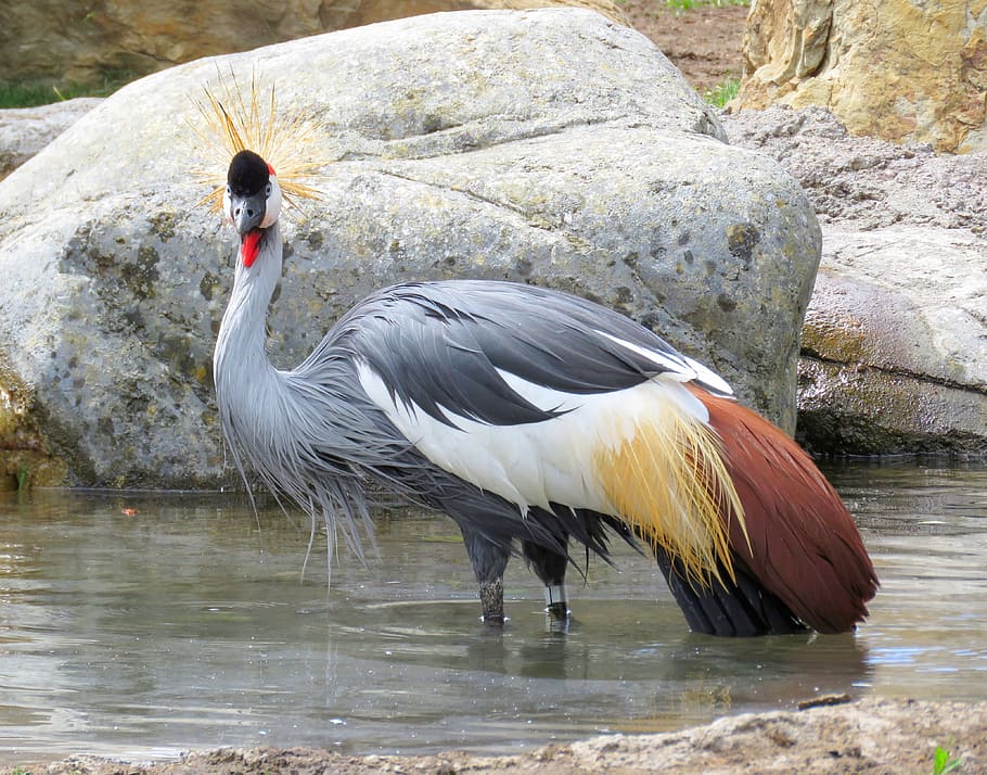 gray and brown peacock on body of water, grey crowned crane, uganda national bird, HD wallpaper