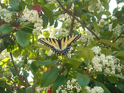 tree, blossom, spring, butterfly, insect, wing, wildlife, bug HD wallpaper