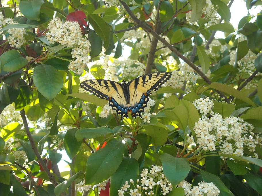 tree, blossom, spring, butterfly, insect, wing, wildlife, bug HD wallpaper