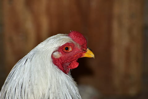 hahn, head, bill, gockel, poultry, animal, bird, livestock HD wallpaper