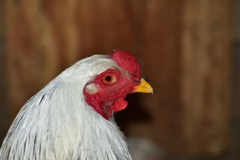 hahn, head, bill, gockel, poultry, animal, bird, livestock HD wallpaper