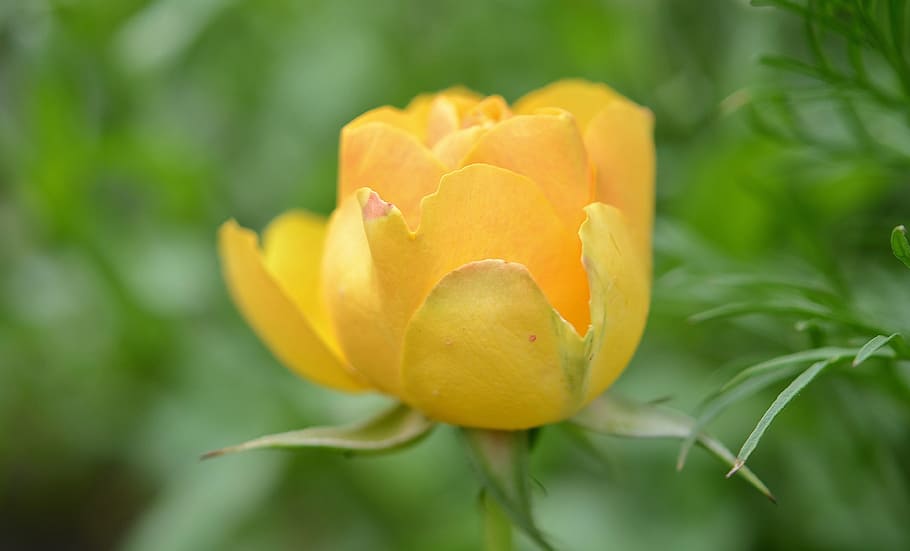 rose, flower, natur, spring, floral, summer, natural, plant HD wallpaper