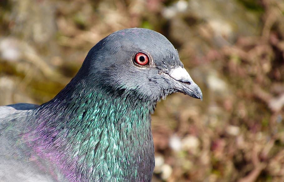 Bird, Closeup, Beak, Animal, Gray, grey, feathered, pigeon HD wallpaper