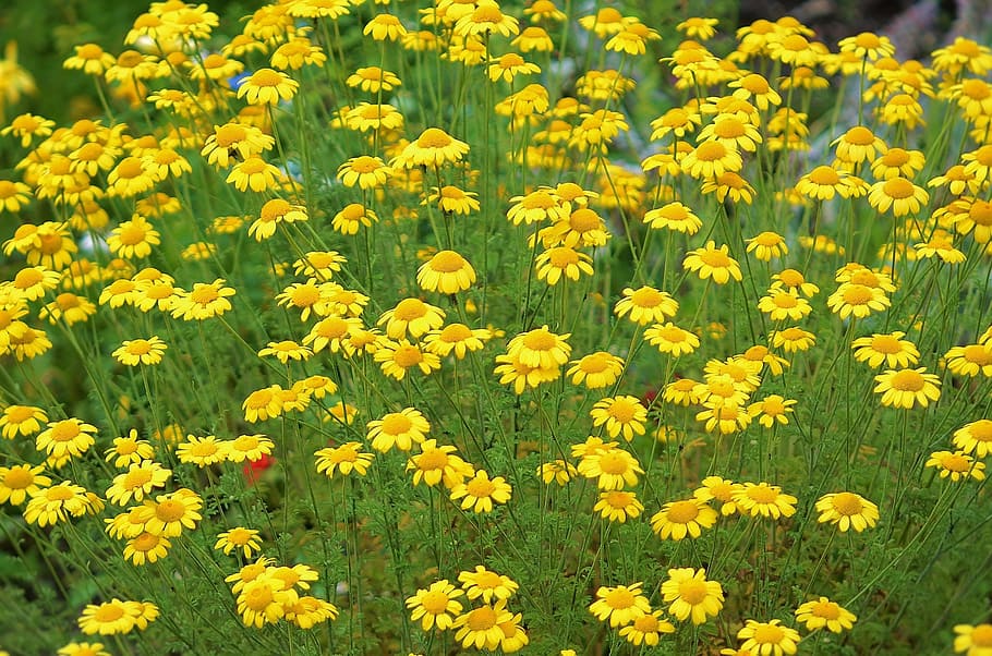 flower, nature, spring, natural, summer, plant, floral, green HD wallpaper