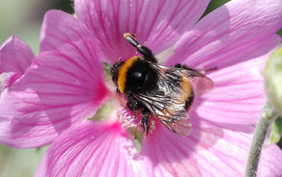 bee, wings, stripes, insect, macro, mallow, pollen, nectar HD wallpaper